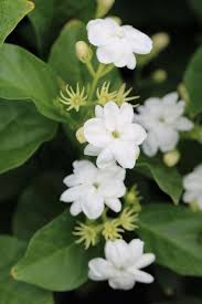 Image result for Jasminum