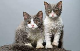 Not only does the gene cause curling of hair but also affects the litter of the said dam. Do You Want A Curly Haired Cat Here S How To Get One Petsmont