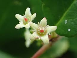 Image result for Gymnosporia oxycarpa