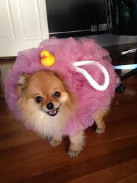 Pin On Halloween Pups
