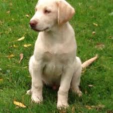 Male goldador retriever puppy available today! Chocolate Lab Pups Pets And Animals For Sale Youngstown Oh