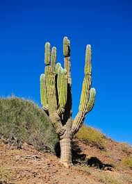 Waldorf astoria los cabos pedregal. Rugged Terrain With Many Types Of Cactus Plants Picture Of Outdoor Baja Expeditions Los Cabos Tripadvisor
