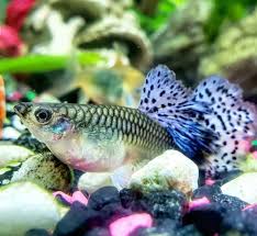 Guppy World On Instagram Purple Female Petsofinstagram Pet Pets Fish Fishing Tropicalfish Aquarium Guppiesofinstagram Pet Shrimp Fish Pet Fish
