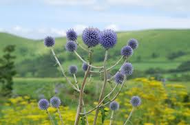 Image result for Echinops longifolius