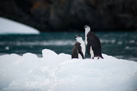 See more ideas about penguin love, penguins, penguin love quotes. 50 Best Penguin Puns Captions And One Liners By Kidadl