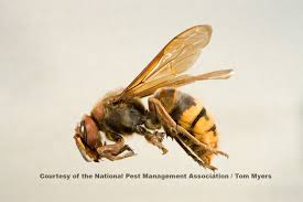 get rid of hornets european hornets sting information japanese giant hornet insects hornet