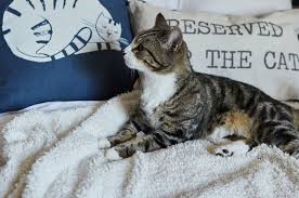 Check spelling or type a new query. Settling Your Cat Into A New Home Battersea Dogs Cats Home
