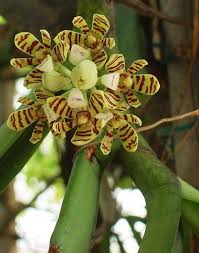 Image result for Acampe