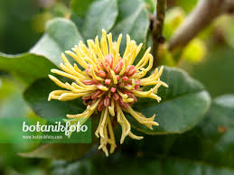 Image result for Trichocladus