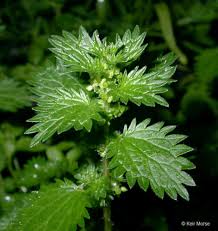 Image result for Urticaceae