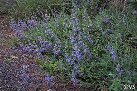 There's every reason to bliss out over this fragrant, evergreen shrubby stunner! Salvia Bee S Bliss California Flora Nursery