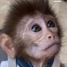 Livingston Blues Youth Hockey