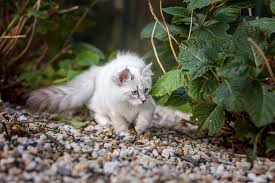 Wie Du Deinen Garten Katzensicher Gestalten Kannst