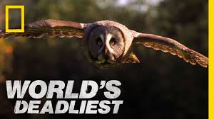 Australians desperate to keep their flocks safe resorted to building a fence in southeastern australia to keep the dingoes out. What Do Owls Eat Owls Diet