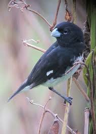 Sporophila Luctuosa Espiguero Negriblanco Black And White Seedeater Beautiful Birds Pet Birds Animals