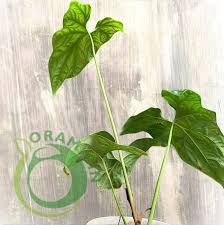 Image result for Cercestis congensis