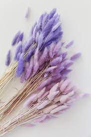 Purple Shadows Violet Lavender Lilac Bunny Tails Grass 50 100 150 Stems Lagurus Grass Lavender Aesthetic Violet Aesthetic Flower Aesthetic