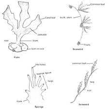 It was a drawing lesson about how to draw a sponge. Types Of Locally Labeled Sea Sponges A Drawing Of A Vase Shaped Download Scientific Diagram