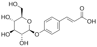 Image result for Diplolophium buchananii
