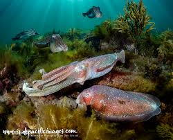 Image result for Queenslandiella