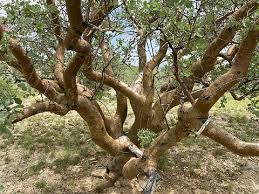 Image result for Commiphora
