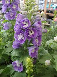Aurora Lavender Delphinium Delphinium Pretty Plants Larkspur