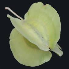 Image result for Combretum engleri