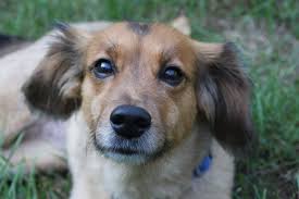 Black And White Dachshund Beagle Mix Sheagle Beagle Sheltie Mix Pets Calm Dog Breeds Beagle Mix