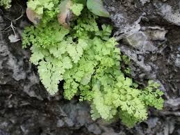 Image result for Anogramma leptophylla