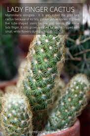 How to remove cactus pups from mammillaria and opuntia microdasysmy hobby and my collections. 26 Types Of Cactus With Pictures Fun Facts Indoor Outdoor Cactus Types Cactus Mother Plant