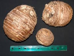 How deep do you plant elephant ear bulbs. Planting And Growing Elephant Ears Bulbs Tips And Information