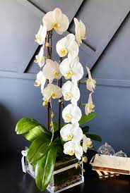 Welcome to miami luxury flowers. Flower Delivery Miami Luxury Flowers Miami Miami Florida