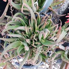 Image result for Aloe fimbrialis