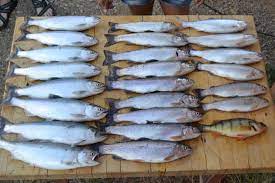 Mcphee Reservoir Fishing Guide Mcphee Fishing Charters Mesa Verde