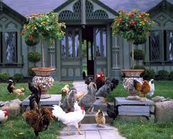 Image result for Walleria mackenziei