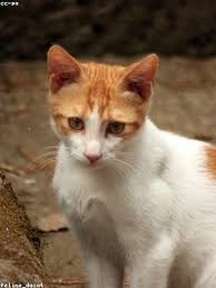 We may earn commission on some of the items you choose to buy. What Does Isi Stand For In Cooking