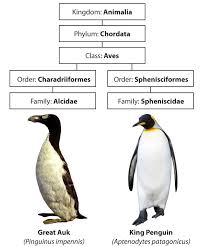 Comparison Of The Great Auk To The King Penguin I Would Add That Penguins Are Better Looking More Charismatic And Better Danc Penguins Great Auk King Penguin