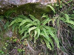 Image result for Asplenium laurentii