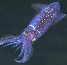 Deuten sie ihre träume online. Meeresbiologie Chemikalien Verseuchen Tiefseebewohner Welt