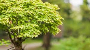 Small trees that can fit perfectly in any space because of their size. Princeton Tree Care