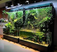 daily aquas on instagram now this is something special imagine the price to have this in your house follow for the b fish tank aquatic guppy fish