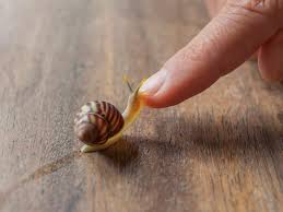 Have you ever wondered how snails can spend their time crawling over dirt rife with potentially dangerous bacteria but manage to stay healthy? 9 Things To Consider Before Buying A Pet Snail