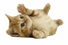 Free Cat Transparent Png Download Free Cat Transparent Png Png Images Free Cliparts On Clipart Library