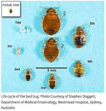 Bedbugguide.com has been visited by 10k+ users in the past month Scientific Study Showing Exact Time Bed Bugs Die Without A Host