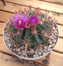 Needs well draining soil, drought tolerant when roots are established. Devil S Tongue Barrel 10 Seeds Rareplant