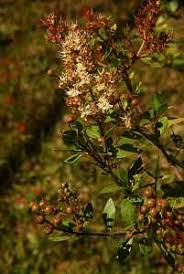 Image result for Rhynchosia holstii