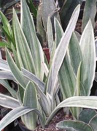 Where can i find an already established one!? Attractive Densely Full Green Leaves Limited Metallica Obscure Plants Sansevieria Siam Silver Size Striped White Plant Kebun Bunga Kebun Tanaman