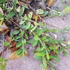 Image result for Alysicarpus