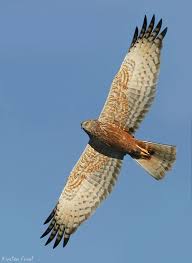 Small Birds Of Prey South Africa African Marsh Harrier South African Birds Birds Of Prey Beautiful Birds