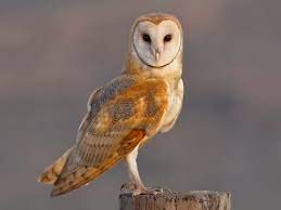 They prefer to use old nests build by ravens or other raptors, and will often reuse the same nests for several years. Barn Owl Identification All About Birds Cornell Lab Of Ornithology